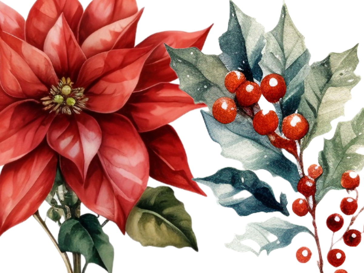 Flores Natalinas em Aquarela Png Cliparts | 28 Elementos - Imagem 2