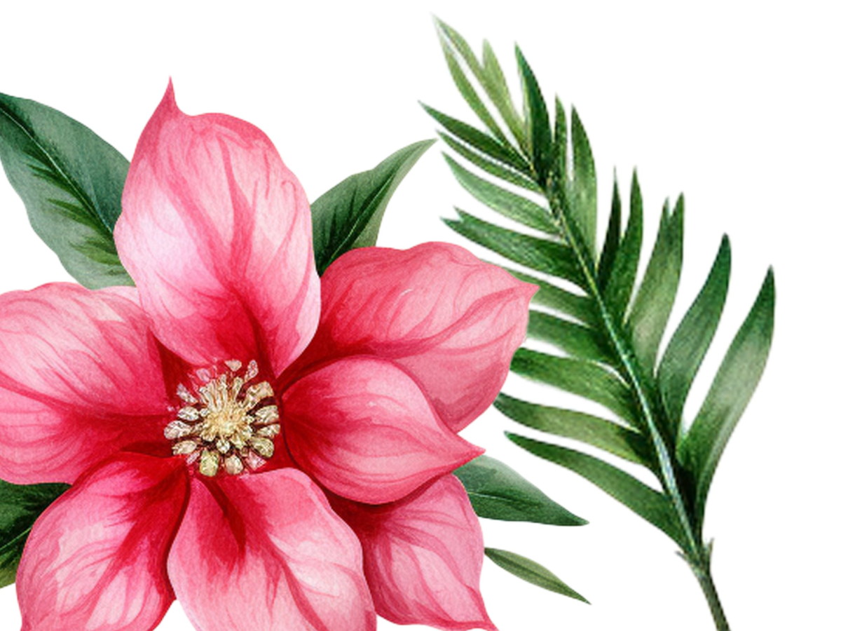 Flores Pink em Aquarela Png Cliparts | 22 Elementos - Imagem 2